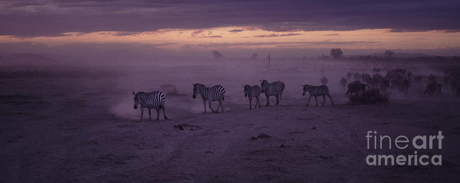 Sunset Photograph - Night migration by Liz Leyden