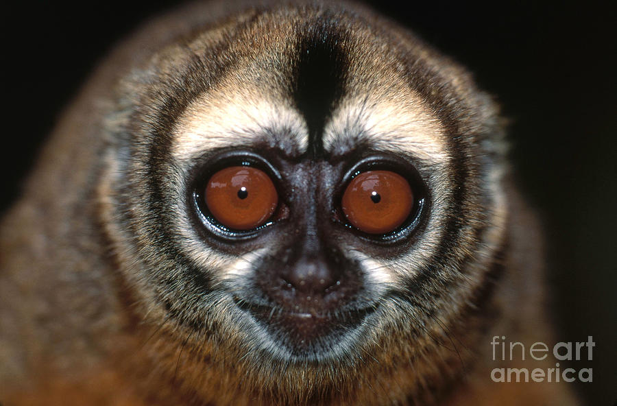 Night Monkey Photograph by Art Wolfe