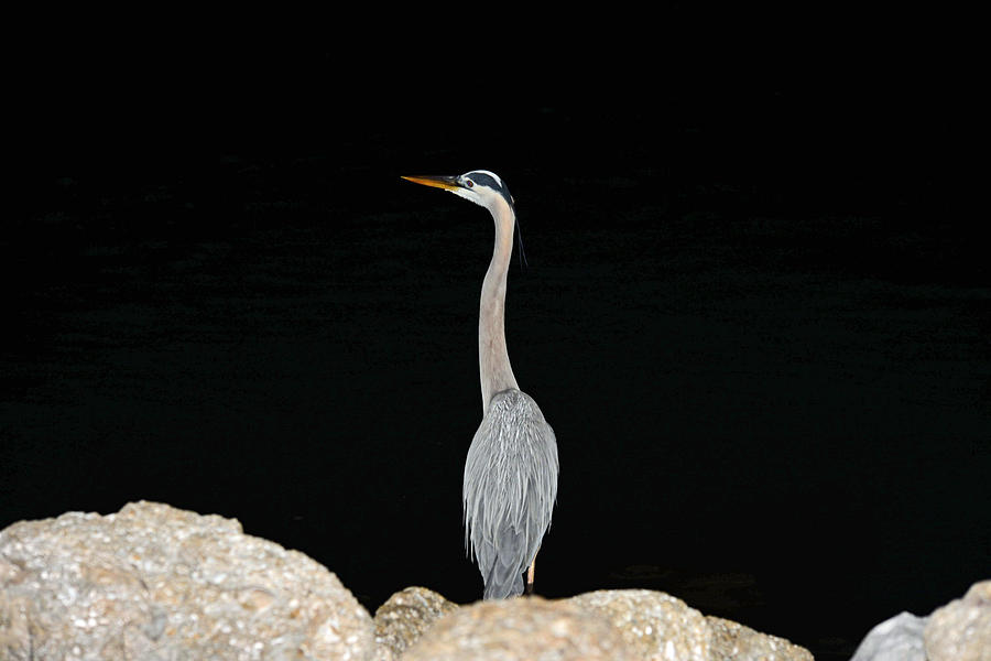 Night of the Blue Heron 2 Photograph by Anthony Baatz