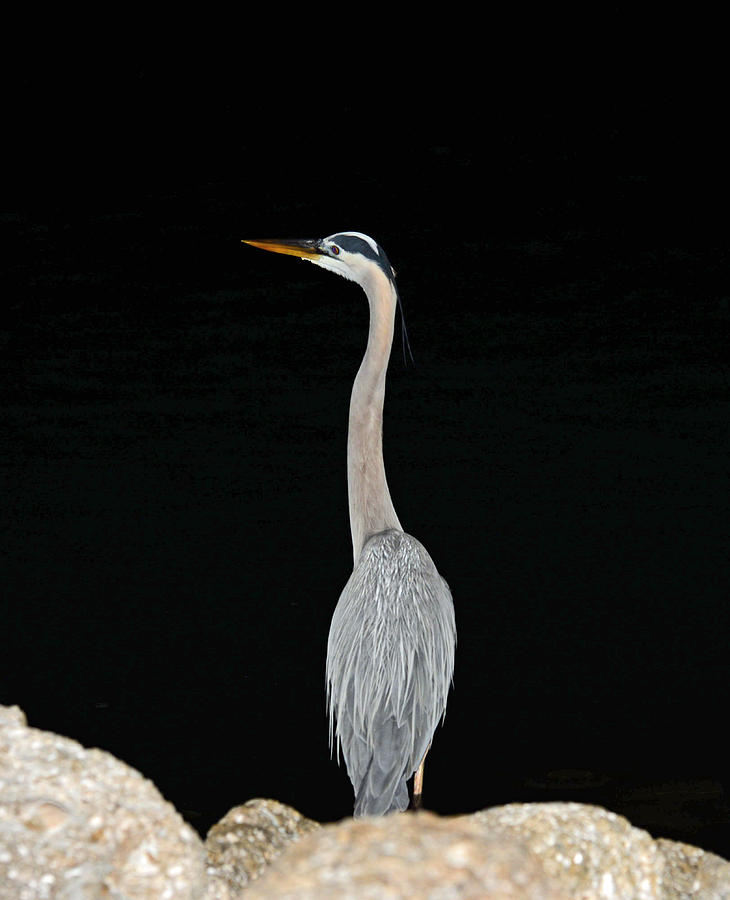 Night of the Blue Heron 3 Photograph by Anthony Baatz