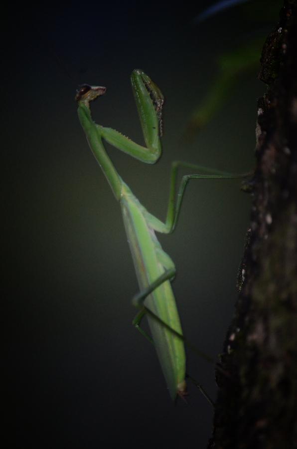 Night of the Praying Mantis Photograph by Maria Urso