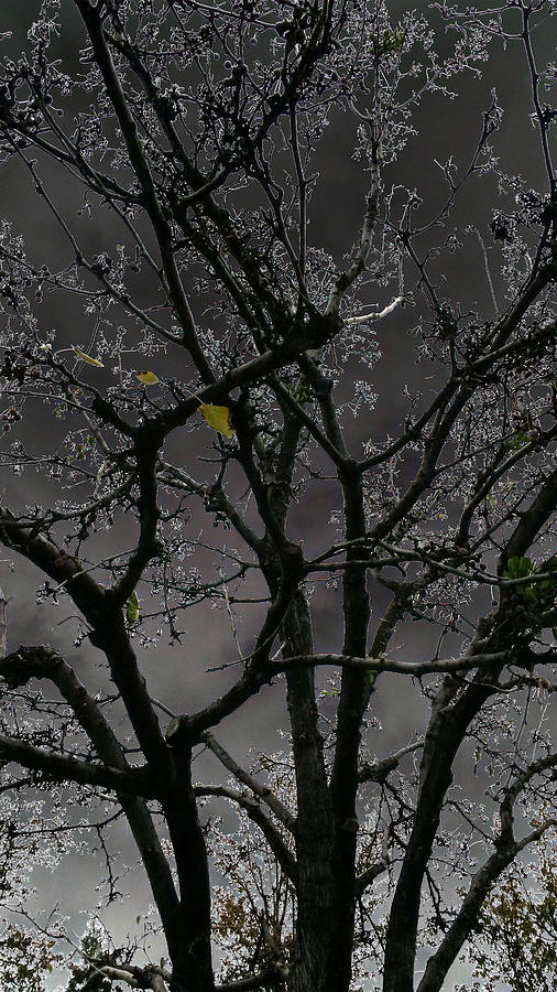 Night Of The Winter Tree Digital Art by Eric Forster