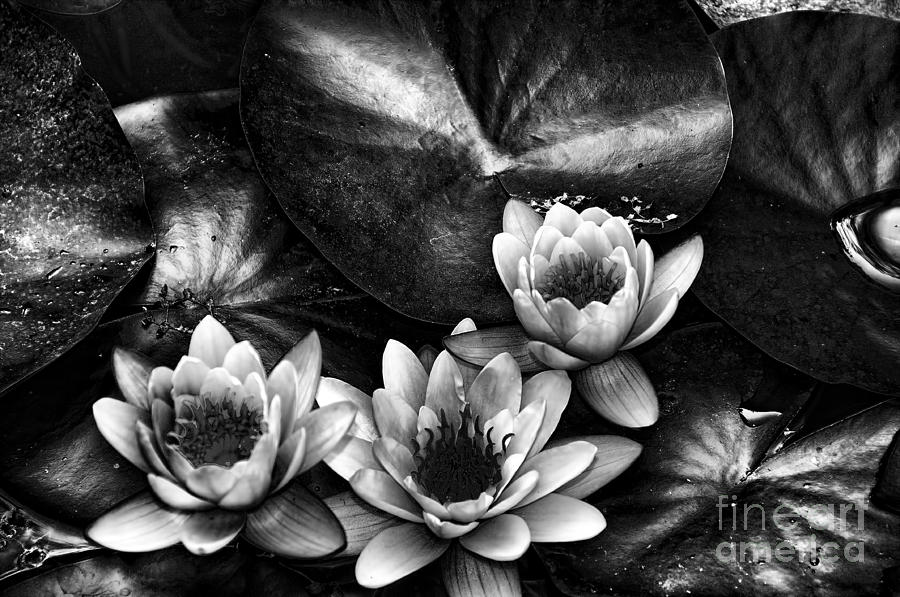 Night on the Lily Pond Photograph by Brenda Kean
