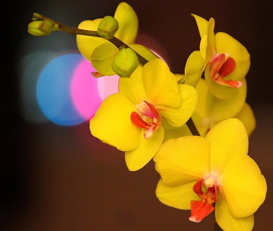 Night Orchid Photograph by Kevin Itsaboutvision