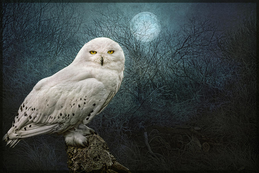 Night Owl Photograph by Brian Tarr
