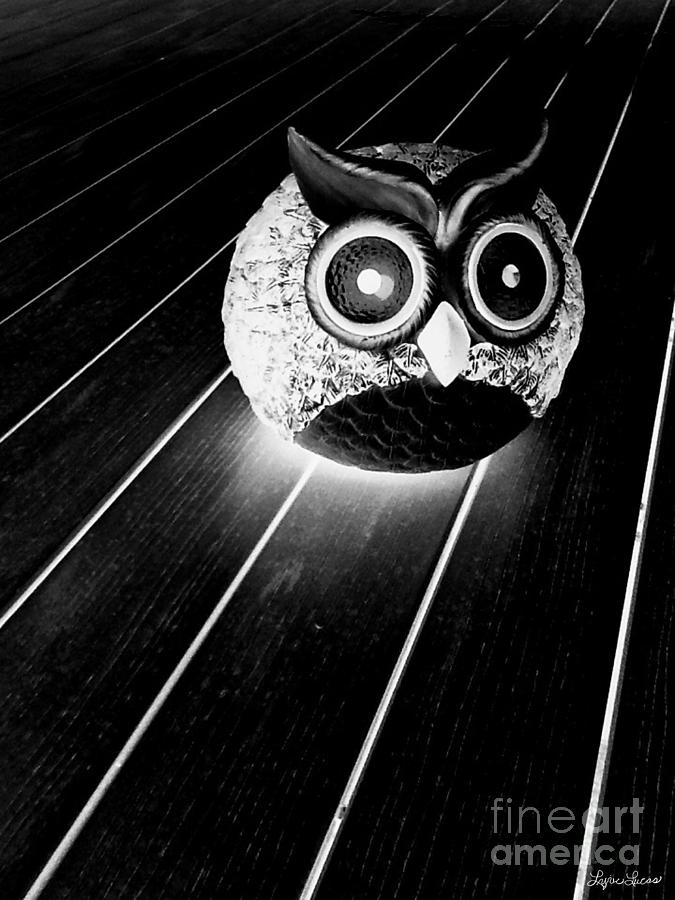 Night Owl Photograph by Lyric Lucas