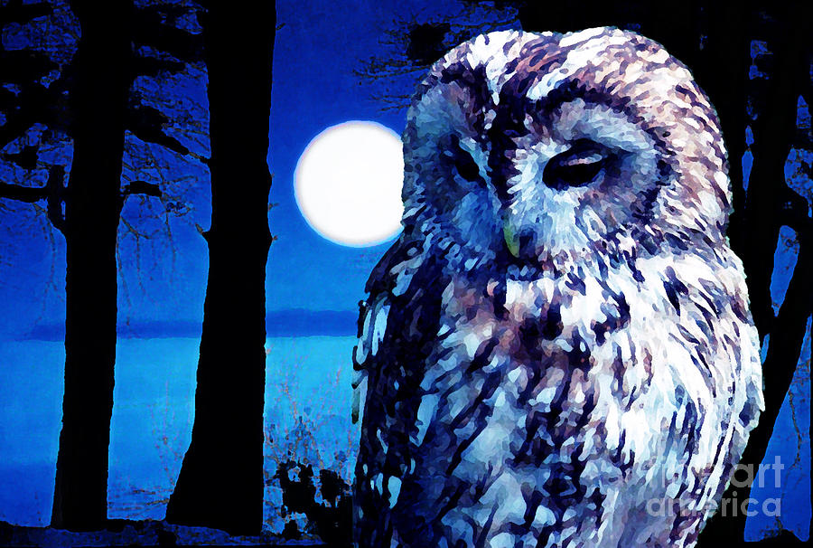 Night Owl by Neil Finnemore