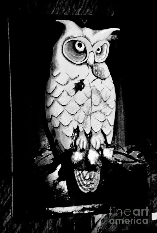 Night Owl Photograph by Newel Hunter