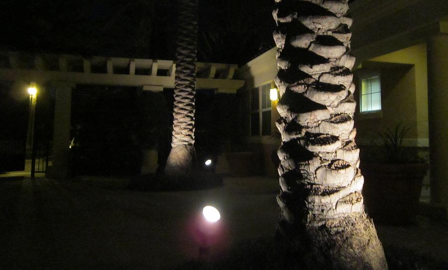 Night Palms Photograph by Dan Twyman