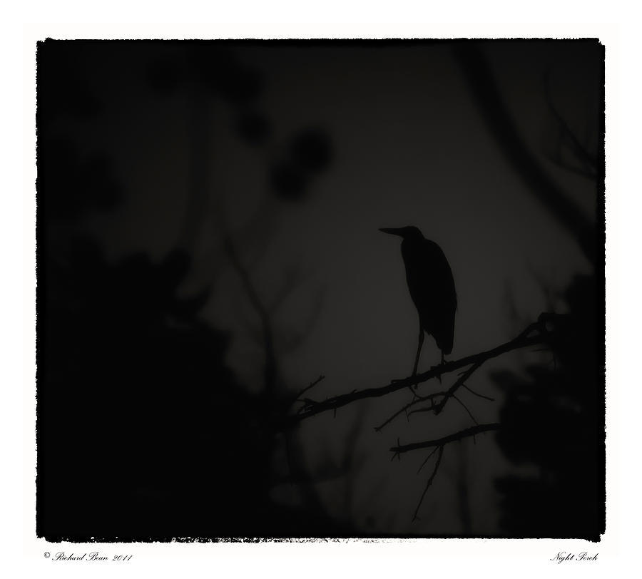Night Perch Photograph by Richard Bean