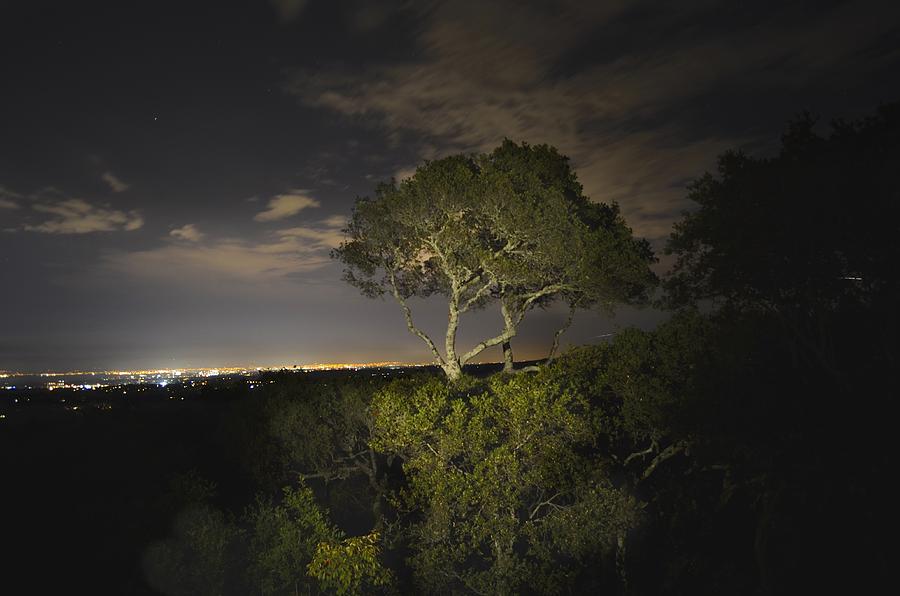 Night Glow of a Tree Photograph by Alex King