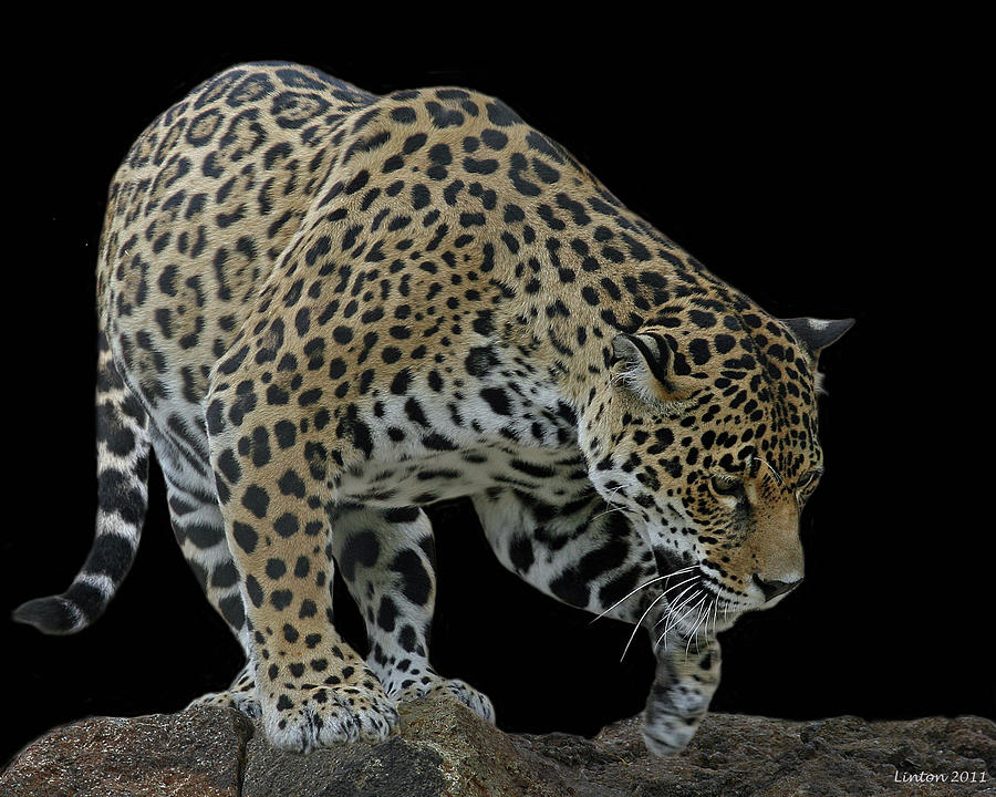 Nature Photograph - Night Prowler 2 by Larry Linton