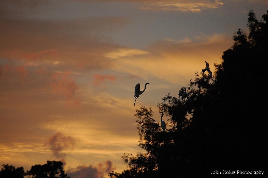 Night Roost Photograph by John Stokes | Fine Art America