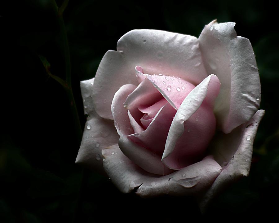 Night Rose Photograph by Karen McKenzie McAdoo