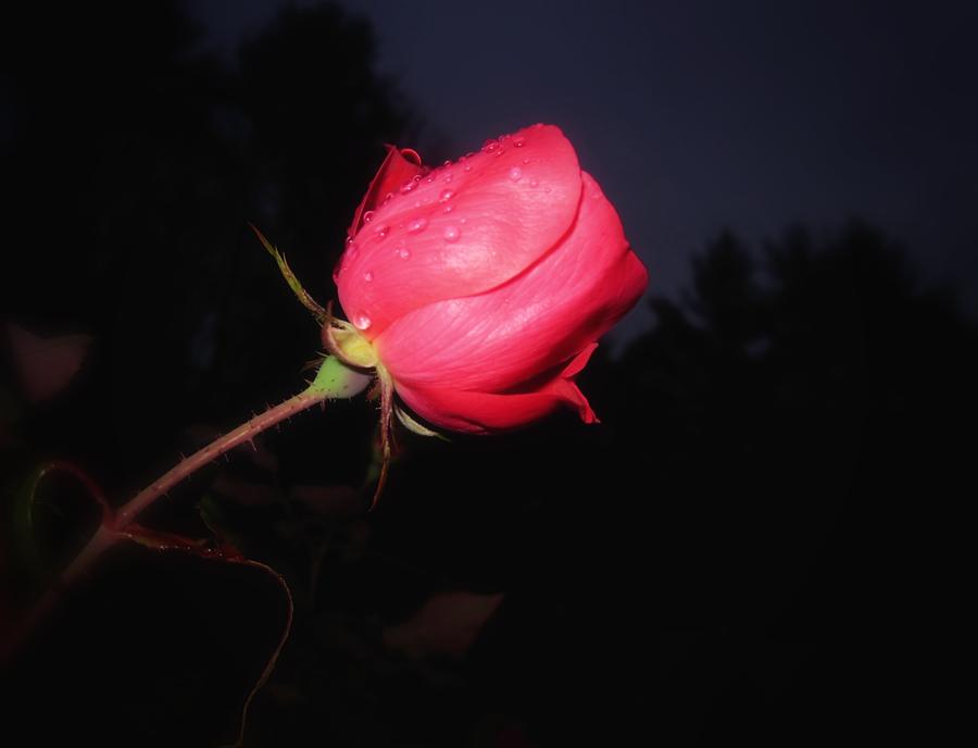 Night Rose Photograph by MTBobbins Photography