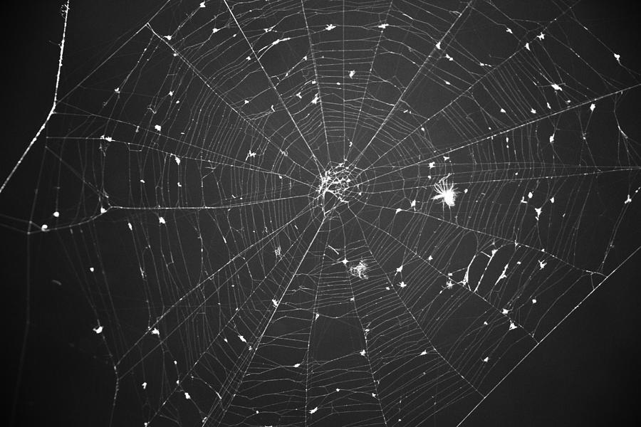Spider Photograph - Night Sky Net by Jaroslaw Szadkowski