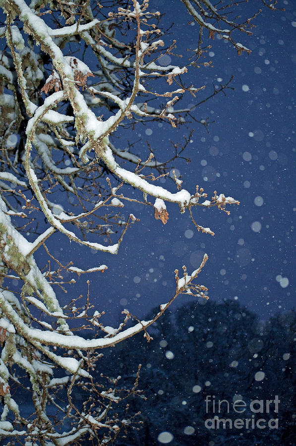 Winter Photograph - Night Snow by Gwyn Newcombe