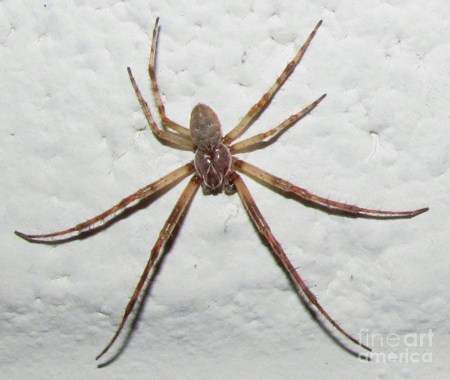 Huntsman Spider Photograph by Joshua Bales