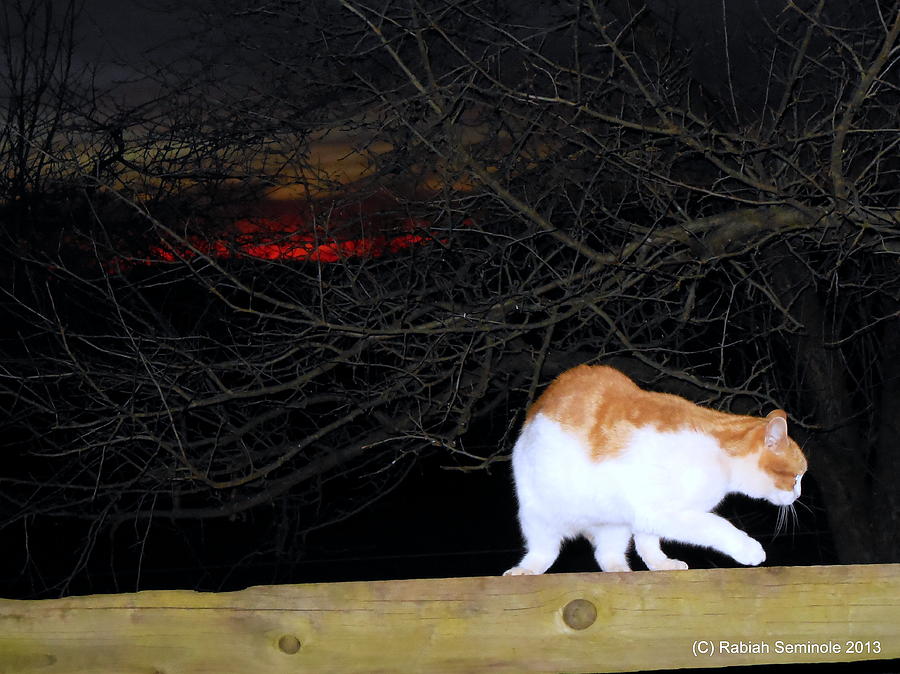 Night Stalker Photograph by Rabiah Seminole