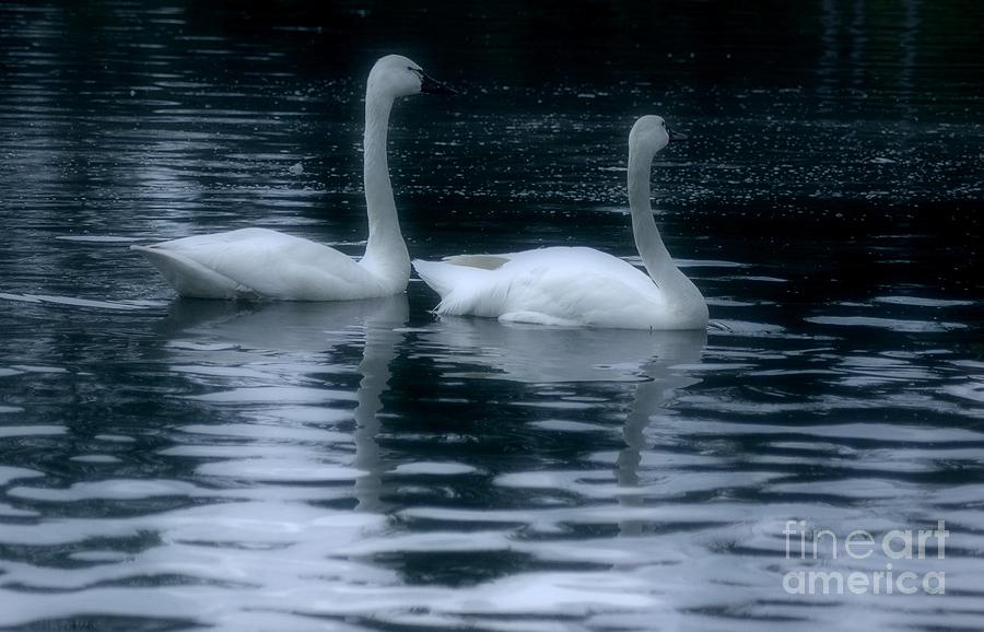 Swan Photograph - Night Swim by Kathleen Struckle