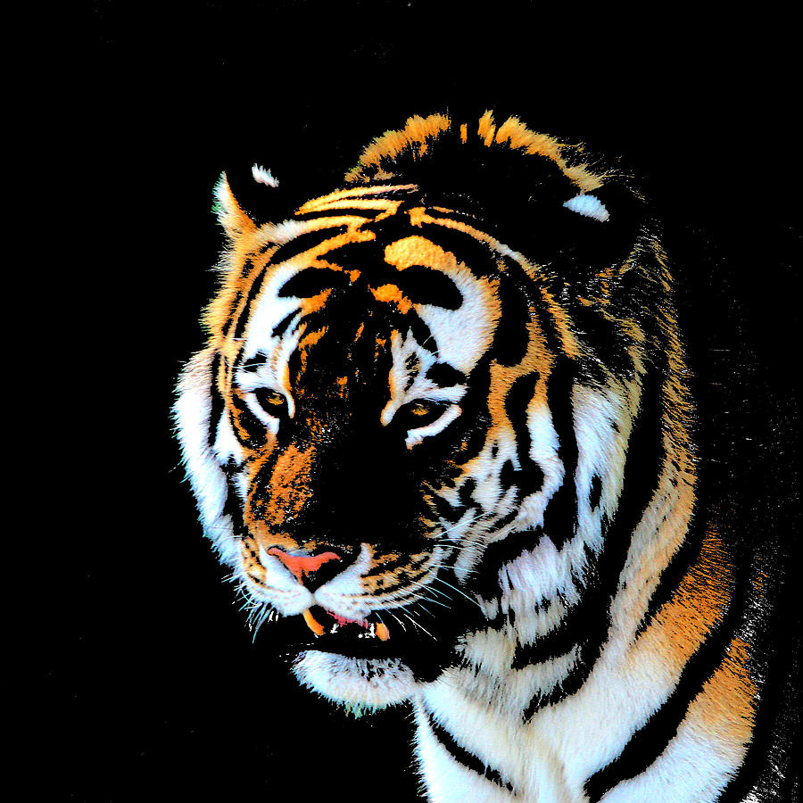 Night tiger Photograph by John Freidenberg