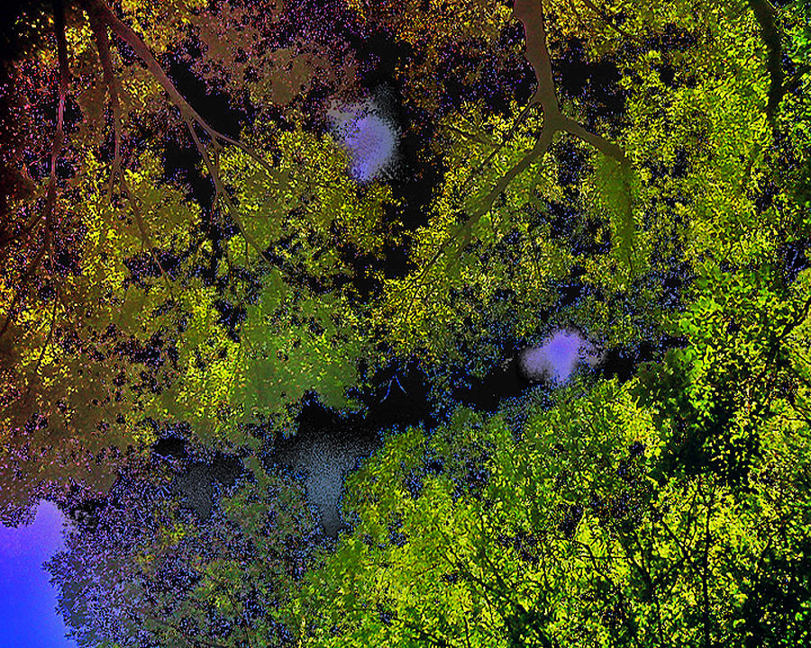 Night Tree Canopy Photograph by Linda N  La Rose