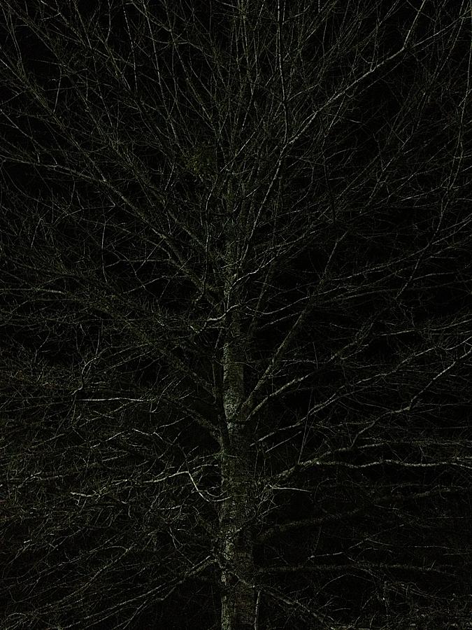 Night Tree Photograph by Joseph Yarbrough