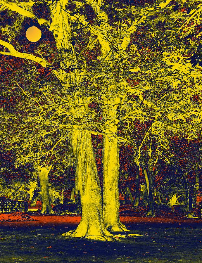 Tree Photograph - Night Trees by Bliss Of Art