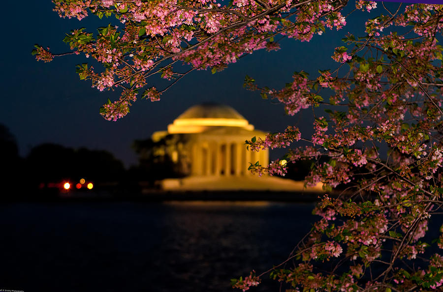 Night View of Cherry Blossoms and the Jefferson Memorial Photograph by Mitchell R Grosky