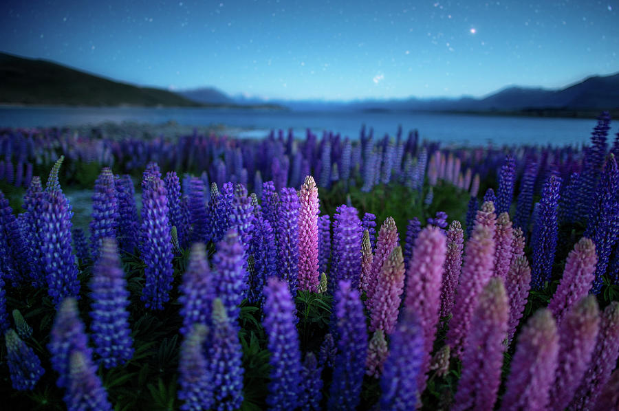Night Vire Of Lupines Field  With Photograph by Coolbiere Photograph