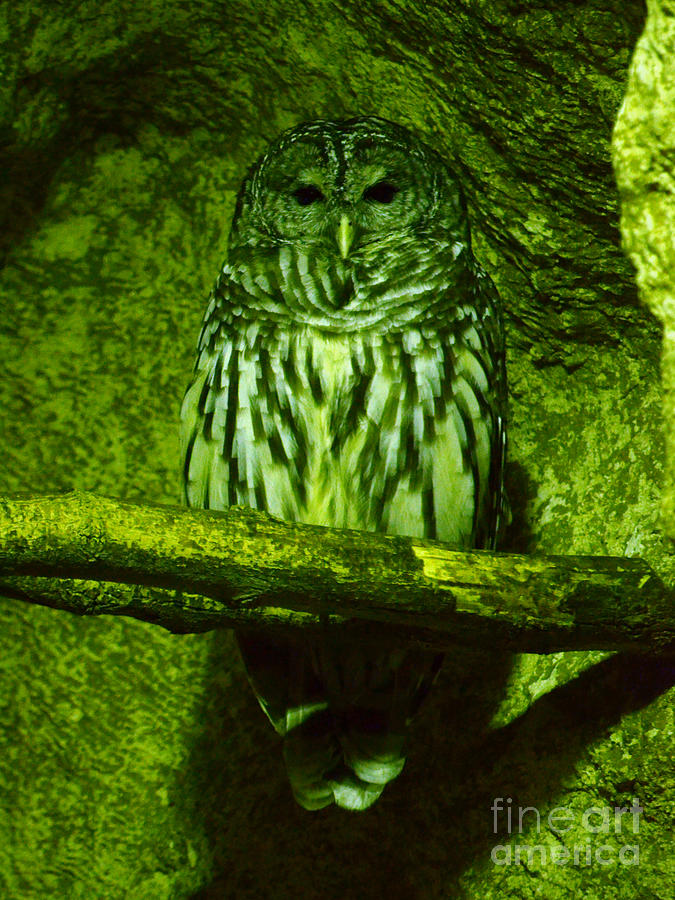 Night vision Perched Owl Stare Photograph by Shawn OBrien