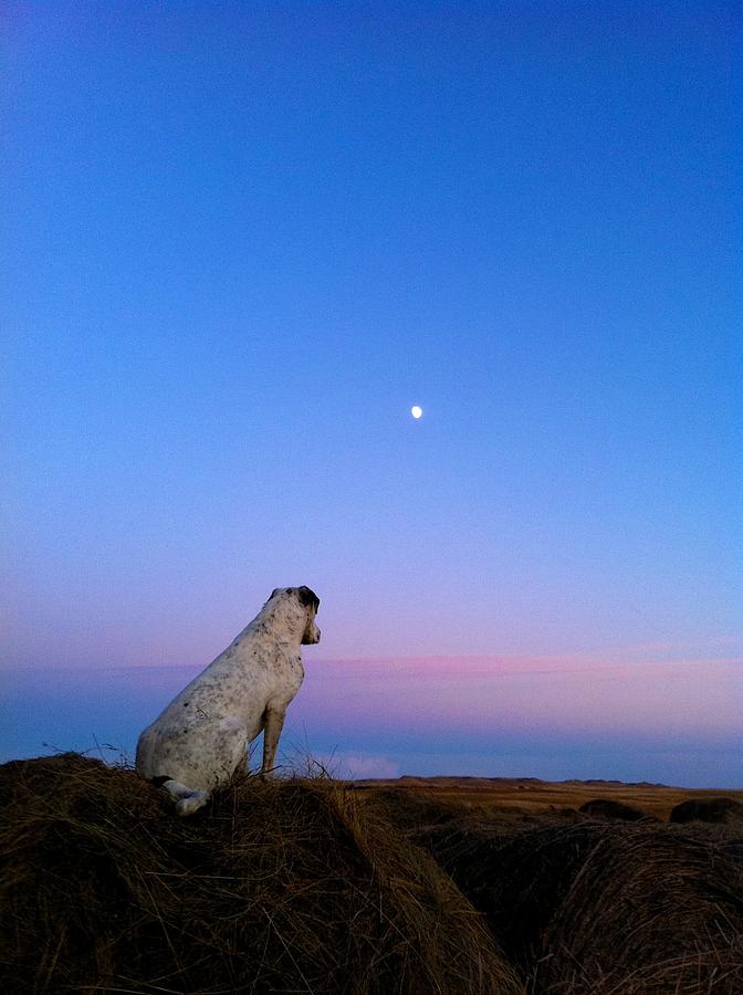 Dog Photograph - Night Watch by Jim Cortez