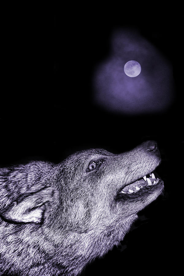 Night wolf Photograph by Angel Jesus De la Fuente