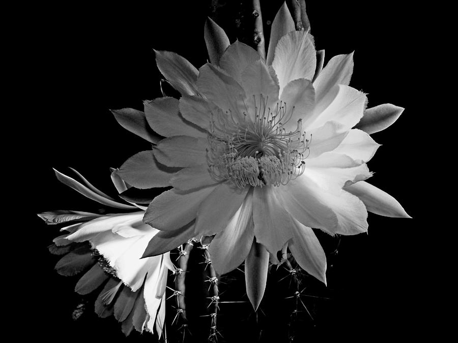 Nature Photograph - Nightblooming Cereus Cactus Flower by Susan Duda