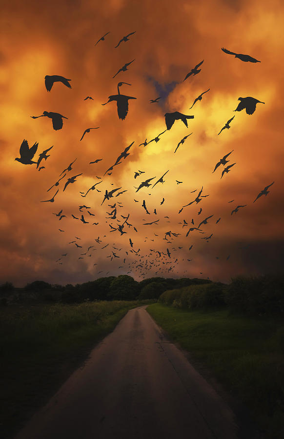 Bird Photograph - Nightfall by Svetlana Sewell