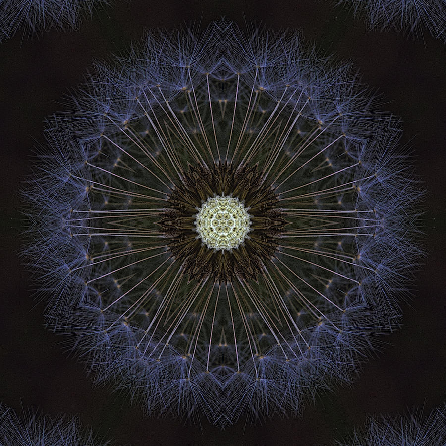 Nightime Dandelion Kaleidoscope Photograph by Kathy Clark