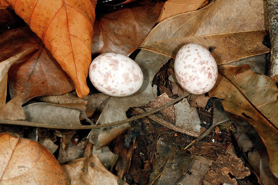 Nightjar Eggs Photograph by Dr Morley Read/science Photo Library