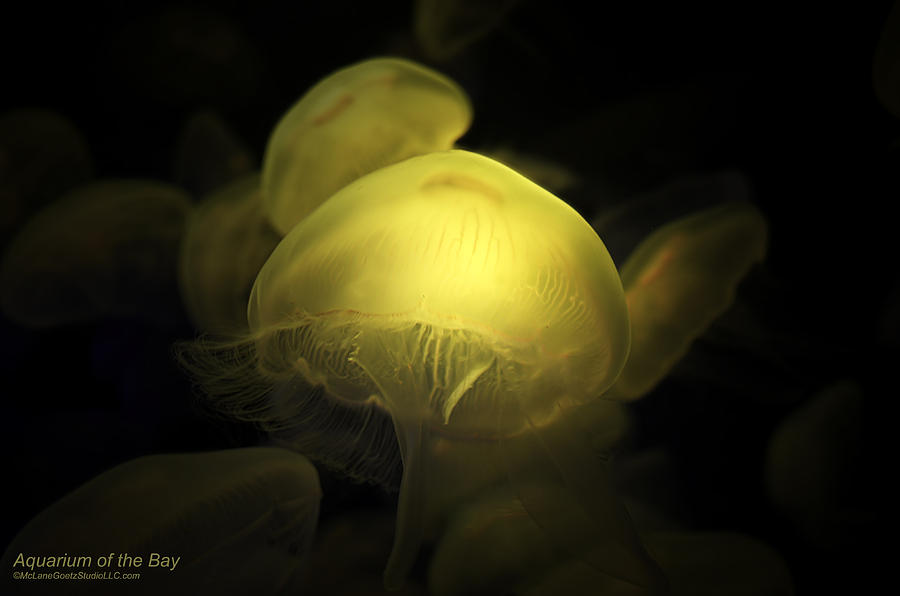 Nightlite Jellyfish Aquarium of the bay San Francisco Photograph by LeeAnn McLaneGoetz McLaneGoetzStudioLLCcom
