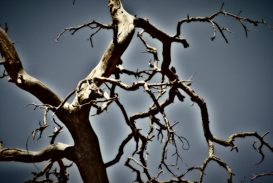 Tree Photograph - Nightmare by Paulina Roybal