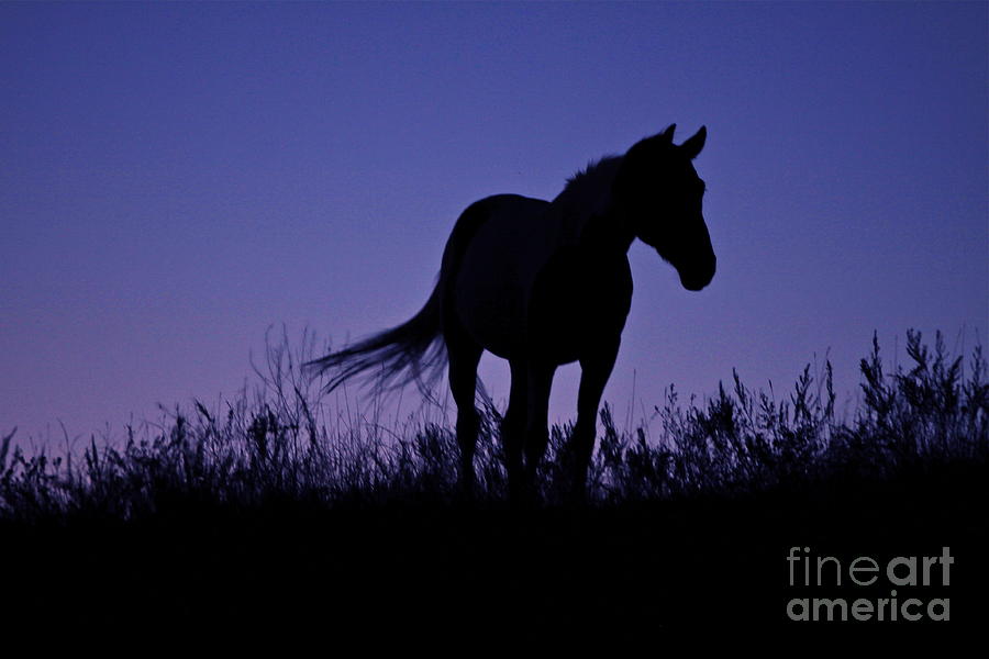 Horse Photograph - Nights of Freedom by Kate Purdy