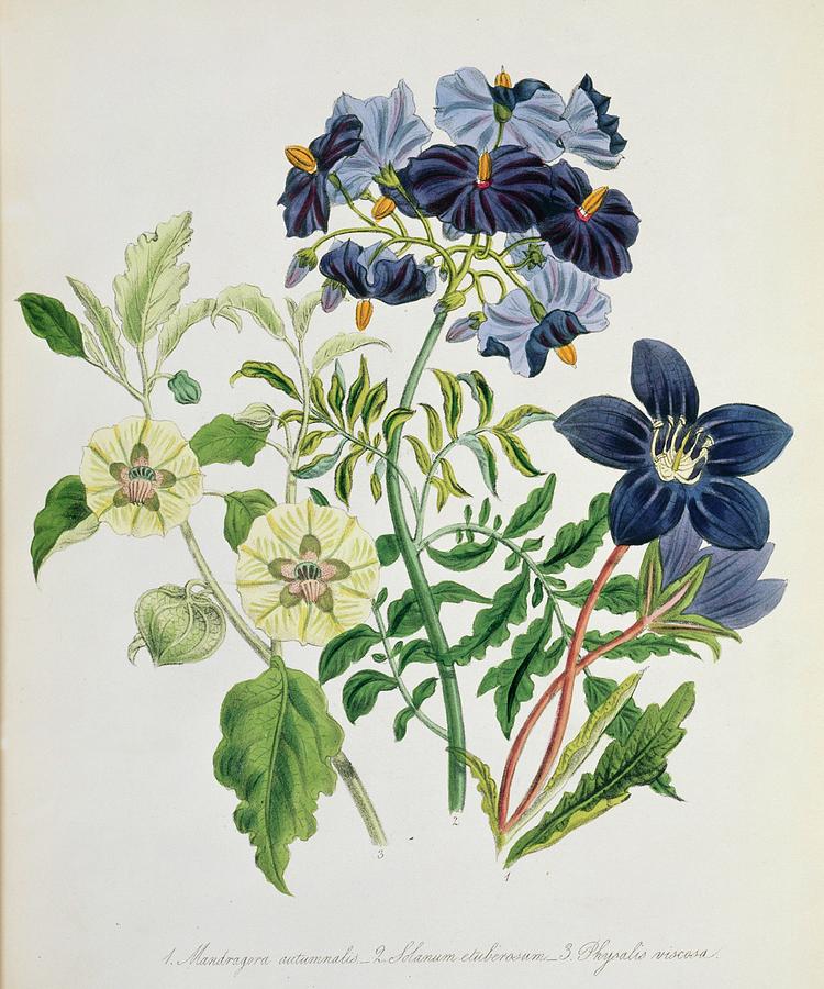Nightshade Family Plants Photograph by Natural History Museum, London/science Photo Library