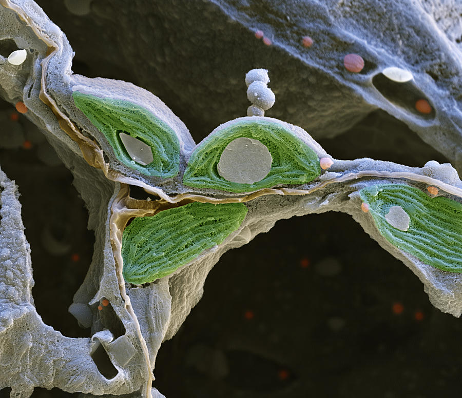 Nightshade Leaf, Sem Photograph by Eye of Science