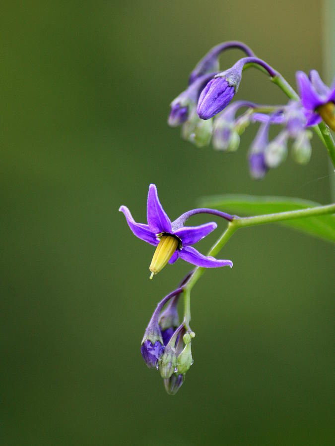 Flower Photograph - Nightshade View    by Neal Eslinger