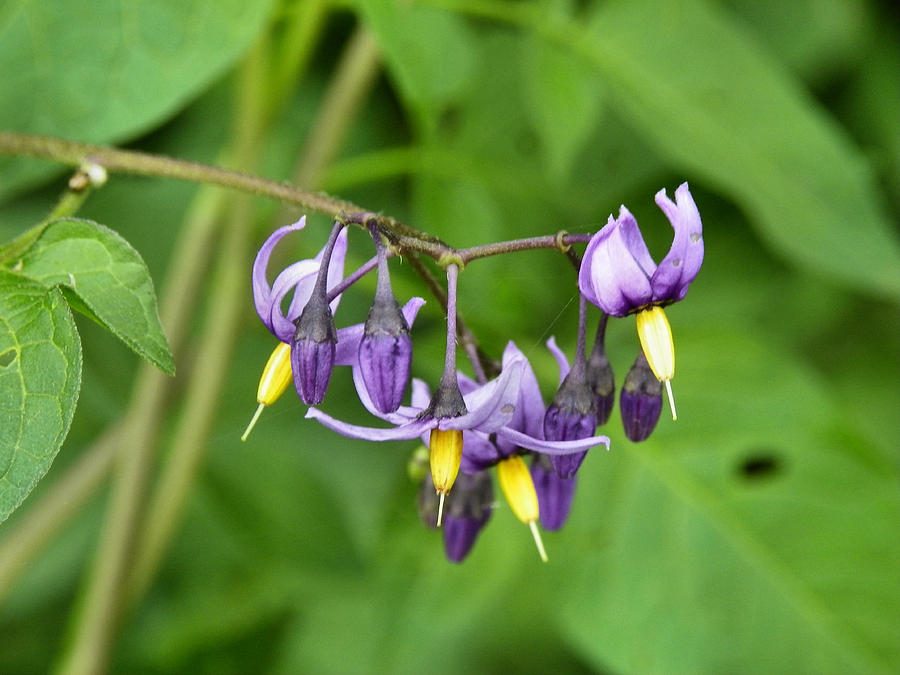 Nightshade Vine Photograph by Gene Cyr Pixels