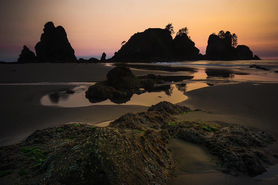 Olympic National Park Photograph - Nightshades by Gene Garnace