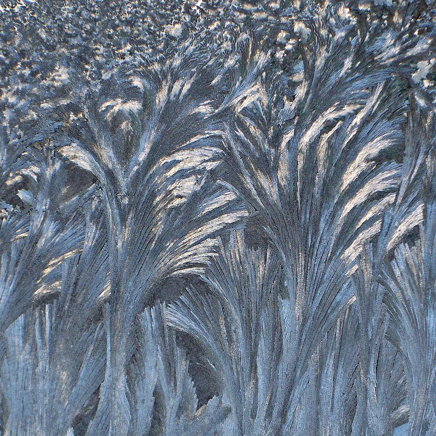 Nighttime Frost Forest Photograph by Joy Nichols