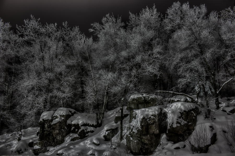 Nighttime Snow Flocked Trees Photograph