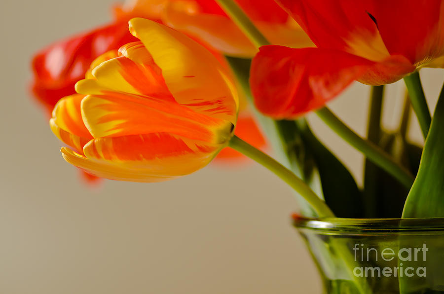 Nikon Nicks Tulip Composition Photograph by Nick Boren
