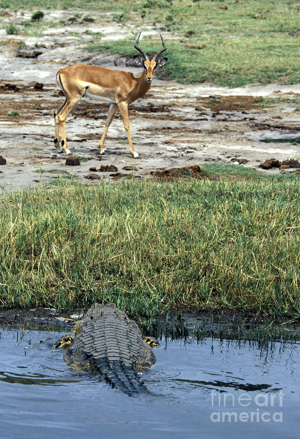 Nile Crocodile & Impala Photograph by Mark Newman