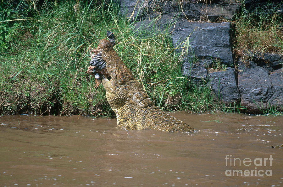 Nile Crocodile Photograph by Art Wolfe